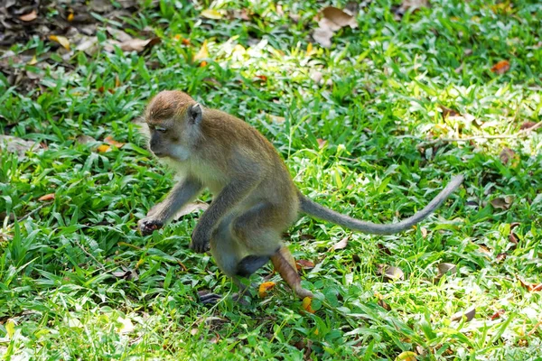 Closeup Long Tailed Macaque Walking Green Lawn — Stockfoto