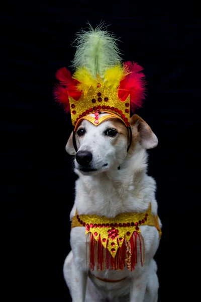 Retrato Cão Vestido Para Carnaval Com Penas Lantejoulas Brilhos Sobre — Fotografia de Stock