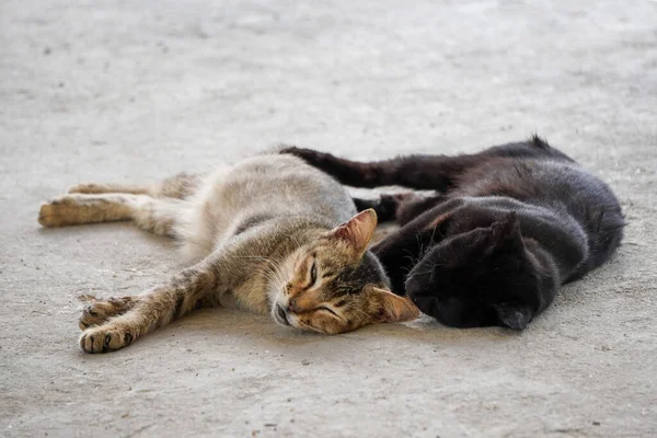 Ένα Κοντινό Πλάνο Δύο Γάτες Ξαπλωμένες Στο Πάτωμα — Φωτογραφία Αρχείου