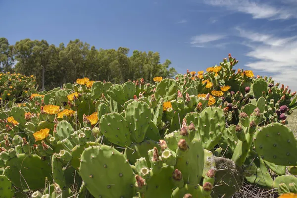 Plantas Cactus Con Flores Sobre Cielo Azul —  Fotos de Stock