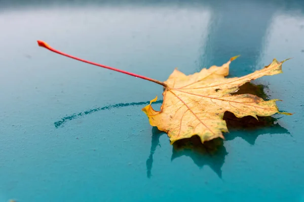 Primo Piano Una Foglia Autunno Gialla Una Superficie Umida — Foto Stock