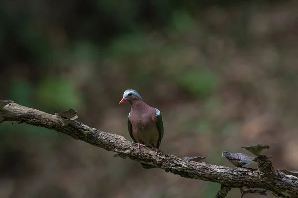一张美丽的翡翠鸽子的特写照片栖息在森林的老树枝上 — 图库照片