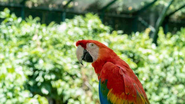 Red Macaw Zajetí Střední Letadlo — Stock fotografie