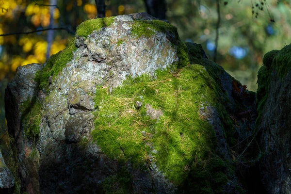 Egy Közeli Szikla Mohával Borítva Erdőben — Stock Fotó