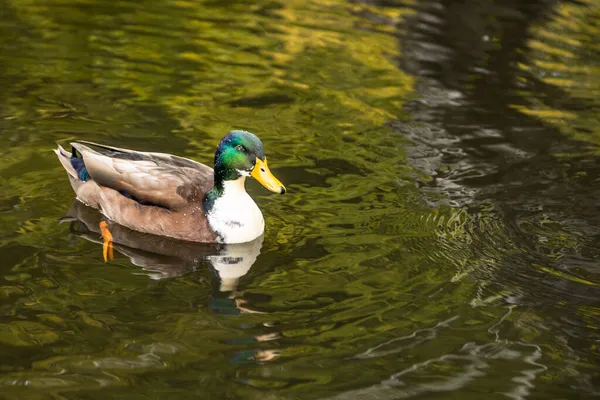 Tiro Perto Pato Mallard Nadando Lagoa — Fotografia de Stock