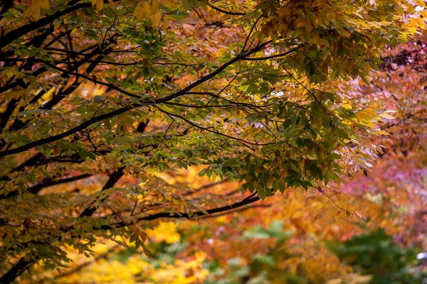 Krásný Záběr Barevných Podzimních Stromů Parku — Stock fotografie