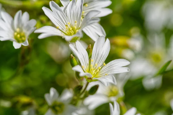 Detailní Záběr Krásné Bílé Pole Chickweed Květiny — Stock fotografie