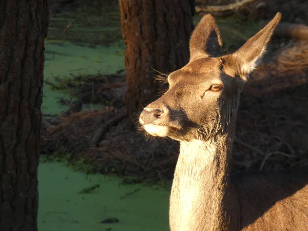 Portrait Deer Resting Forest — Stock Fotó