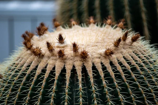 Closeup Shot Details Echinocactus Plant — Stock Photo, Image