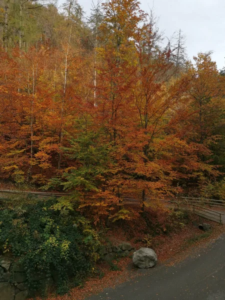 Vertical Shot Hill Autumn Colors Road Bottom — Photo