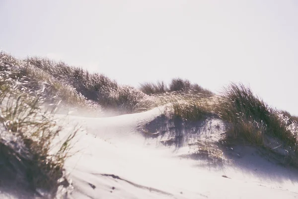 Dunas Areia Com Grama Parcialmente Crescente Sob Luz Sol — Fotografia de Stock