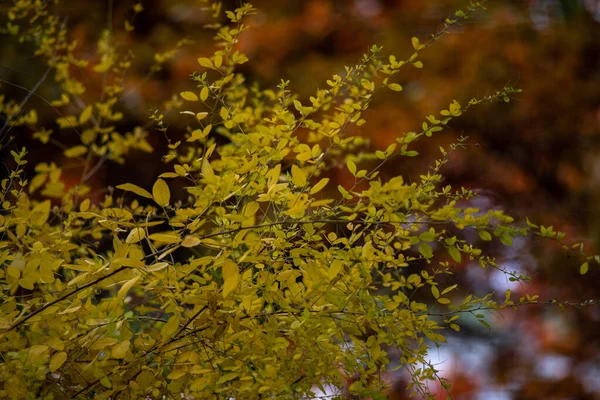 Ярко Зеленое Осеннее Дерево Парке — стоковое фото