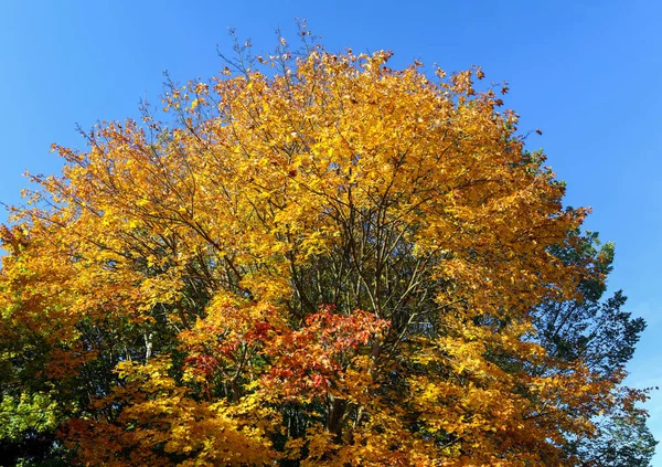 Une Belle Vue Sur Les Grands Arbres Automne Sous Ciel — Photo