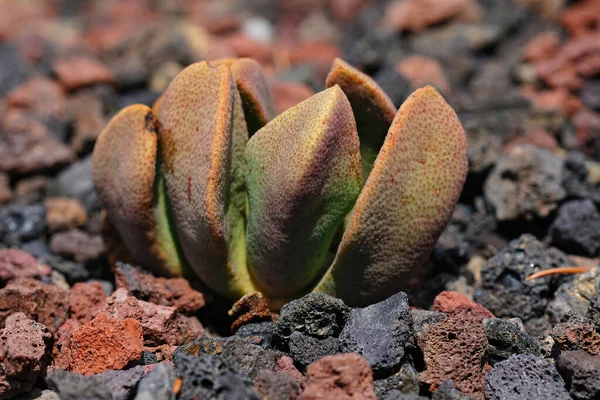柔らかい色の南アフリカ固有の多肉植物であるスプリット ロック プラント プレイスポジロスカンボ カヌスの閉鎖 砂利の中 — ストック写真