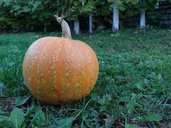 Enfoque Selectivo Una Calabaza Hierba Verde —  Fotos de Stock