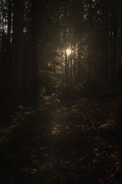 Прекрасна Сцена Заходу Сонця Лісу Дерев — стокове фото