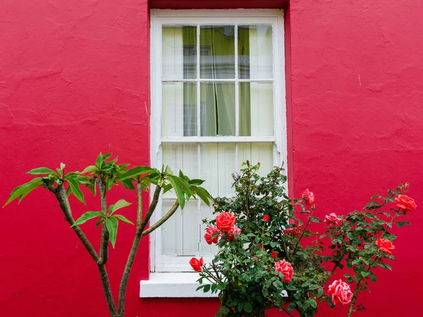 Arbusto Rosas Rojas Contra Una Pared Roja Brillante Con Una — Foto de Stock