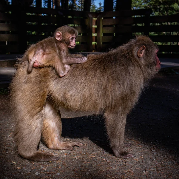 Closeup Samburu Monkey Baby — Fotografia de Stock