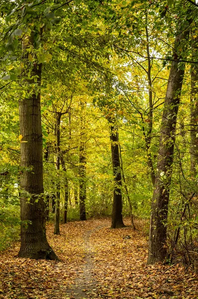 Una Hermosa Foto Del Bosque Otoño —  Fotos de Stock