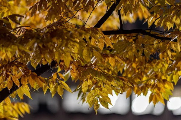 Detailní Záběr Barevných Listů Podzimním Stromě — Stock fotografie