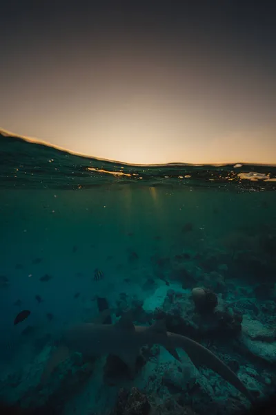 Köpekbalıklarının Suda Yüzerken Dikey Bir Görüntüsü Maldivler — Stok fotoğraf