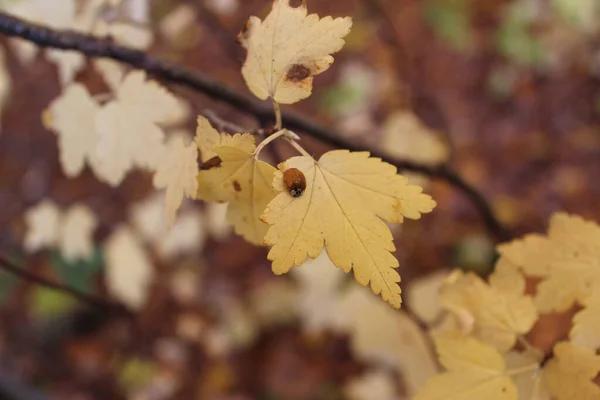 Close Shot Yellow Leaf Small Ladybug Garden — Stock Photo, Image