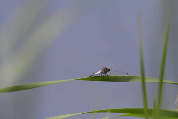 Nahaufnahme Einer Libelle Auf Grünem Blatt — Stockfoto