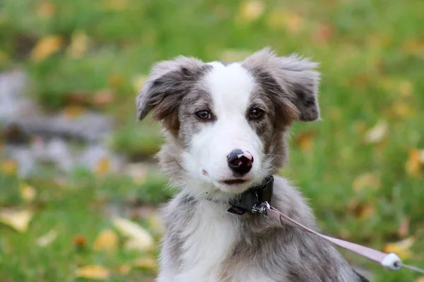 Parktaki Bir Köpeğin Yakın Plan Fotoğrafı — Stok fotoğraf