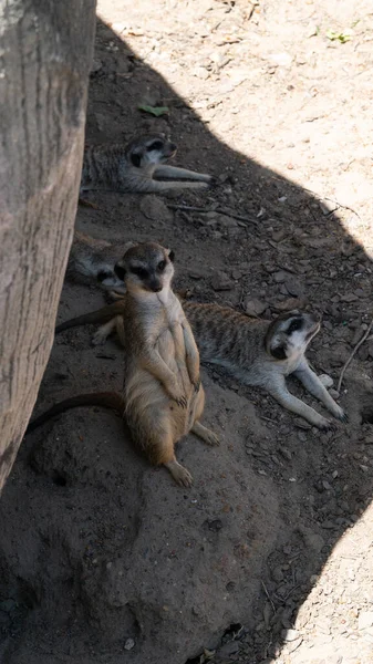 Οικογένεια Meerkat Αναπαύεται Στη Σκιά — Φωτογραφία Αρχείου