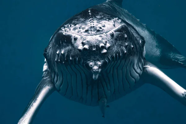 혹등고래의 — 스톡 사진