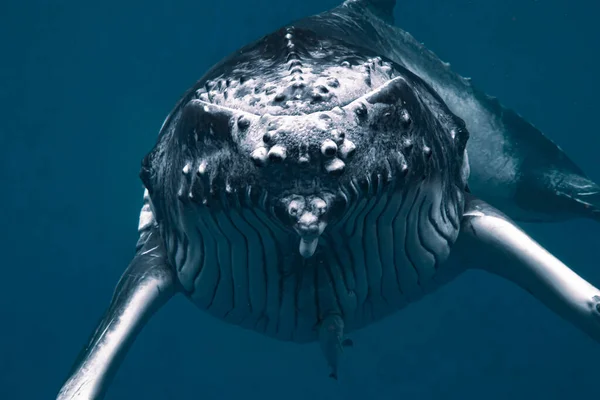 Primer Plano Una Ballena Jorobada Bajo Mar —  Fotos de Stock