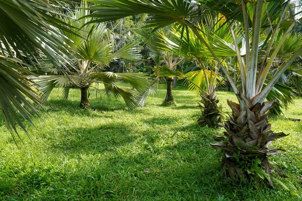 Closeup Latania Verschaffeltii Yellow Latan Palm Trees Garden — стоковое фото