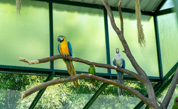 Grupo Papagaios Papagaios Araras Uma Árvore Cativeiro Uma Árvore — Fotografia de Stock