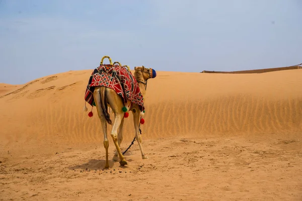 Kamel Öken Dubai Förenade Arabemiraten — Stockfoto