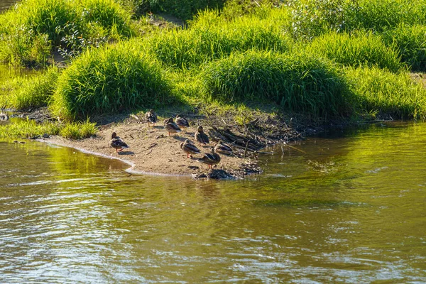 Eine Gruppe Enten Ufer Eines Sees Bei Tageslicht — Stockfoto