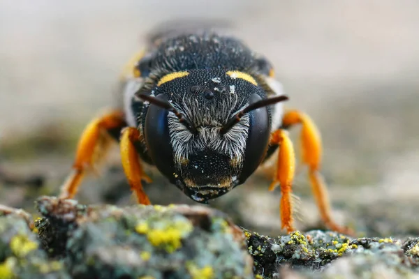 Primer Plano Detallado Una Hembra Rara Vez Fotografiada Abeja Cola —  Fotos de Stock