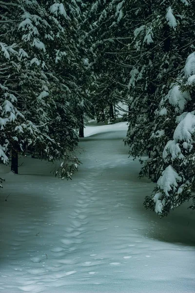 Güzel Bir Kış Manzarasının Dikey Çekimi Her Tarafı Karla Kaplı — Stok fotoğraf