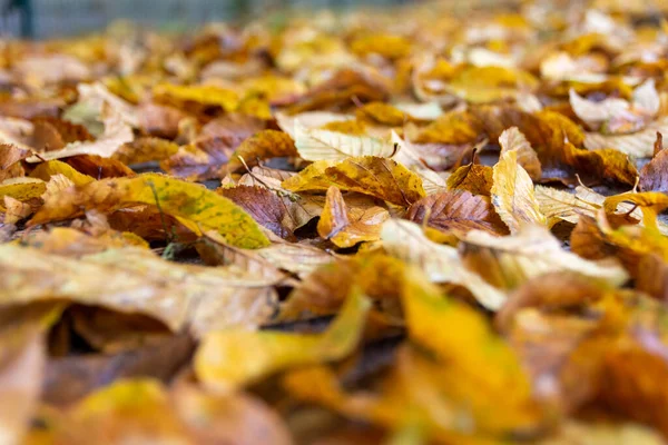 Zbliżenie Ujęcie Stosu Żółtego Autumn Listowie Mokrej Ziemi — Zdjęcie stockowe