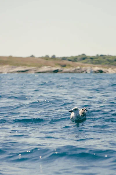 Une Belle Vue Sur Leucophaeus Dans Mer Par Une Journée — Photo