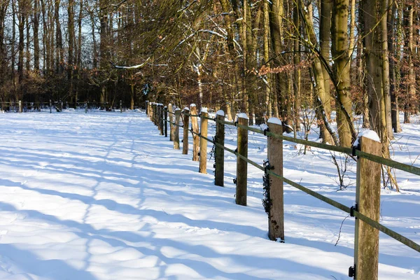 Wooden Fence Trees Winter Forest — Stock Photo, Image