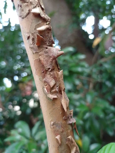 나무껍질이 줄기의 — 스톡 사진