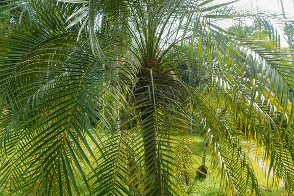 Closeup Phoenix Roebelenii Common Names Dwarf Date Palm Pygmy Date — 图库照片