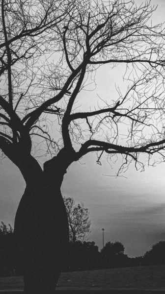 Grayscale Silhouette Withered Floss Silk Tree Leaves — Stock Photo, Image