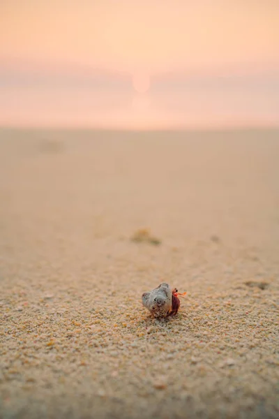 Vertical Closeup Small Crab Sandy Shore Maldives — Stock Photo, Image