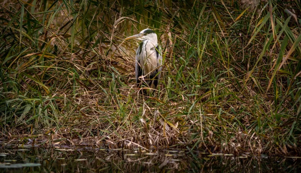 沼の海岸には繭のサギが棲んでいた — ストック写真