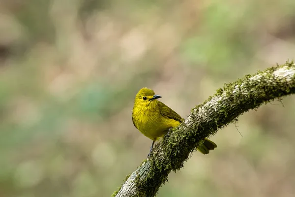 森の苔むした木の枝に黄色の茶色のブルブルのクローズアップショット — ストック写真