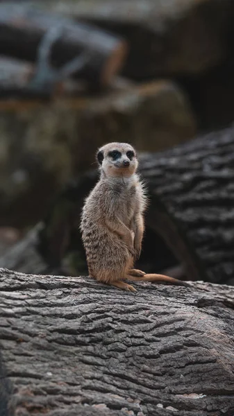 Vertical Shot Adorable Meerkat Tree Forest Blurry Background — Stock Photo, Image