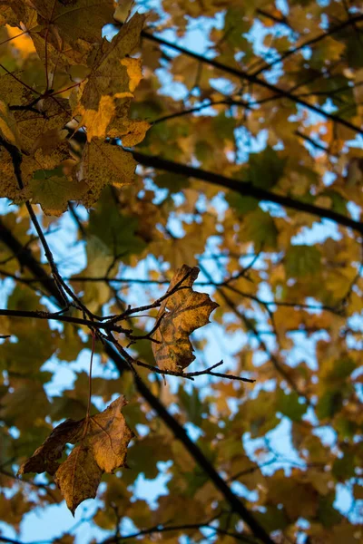Pionowe Wybiórcze Ujęcie Upadku Liści Drzewie Tle Nieba — Zdjęcie stockowe