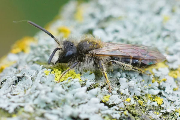 Primer Plano Minero Vientre Rojo Masculino Andrena Ventralis Madera Cubierta — Foto de Stock