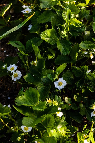 Vertical Shot Wild Strawberry Flowers Farm Field Sunlight — Stock Photo, Image